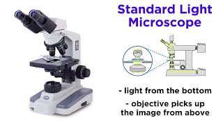 Light Microscopy Function and Utility [upl. by Ecart]