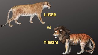 Liger vs Tigon who will win  Jungle Safari [upl. by Oicelem835]