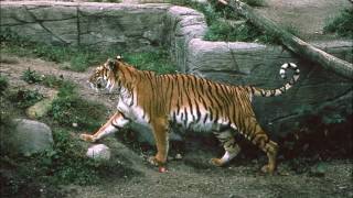 Caspian tiger  an extinct tiger subspecies Facts and Photos [upl. by Sieber]