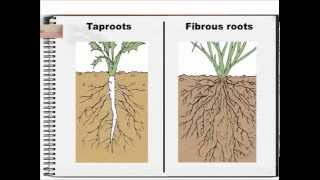 Root Systems [upl. by Eirrehs]