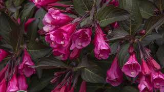 Wine amp Roses Weigela [upl. by Neirb]