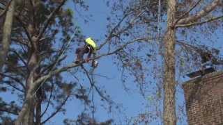 Advanced Tree Demo Tree Removal Trimming and Rigging on the OBX Southern Shores NC [upl. by Muns268]