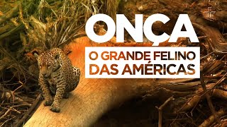 Onça o Grande Felino das Américas [upl. by Niajneb]