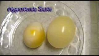 Egg Osmosis Hypertonic vs Hypotonic Solution [upl. by Gombosi]