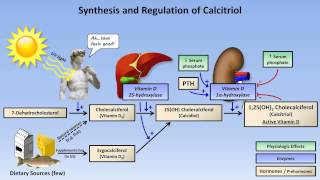 Calcium and Phosphate Metabolism [upl. by Ahsoyem]