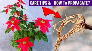 Poinsettia Plant CARE amp Propagation ALL In One Video [upl. by Narag]