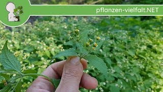 Behaartes Knopfkraut  Ganze Pflanze  050718 Galinsoga ciliata  Essbare Wildkräuter bestimmen [upl. by Proctor]