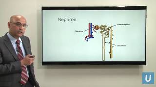 Sindrome de Alport patofisiología Cuadro Clínico Diagnóstico Tratamiento Síndrome Nefrítrico [upl. by Jaret]