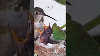 Hummingbirds From Egg to Fledge in 1 Minute [upl. by Gretna274]