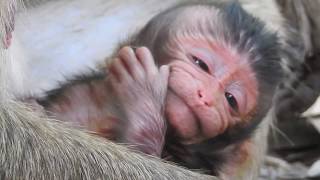 Newborn with adorable face Just born baby monkey Newborn Lori with Mom Amari [upl. by Surdna]