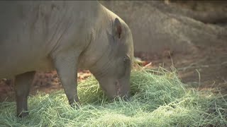 Zoo Day  Meet the babirusa [upl. by Kristyn]