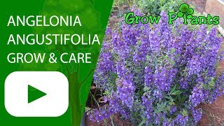 Angelonia angustifolia flowers growing and care [upl. by Yorled]