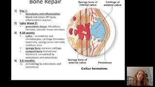 Introduction to the Musculoskeletal System [upl. by Delahk91]