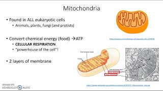 Mitochondria and chloroplasts [upl. by Hiett]