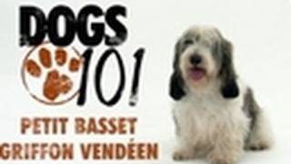 Dogs 101  Petit Basset Griffon Vendeen [upl. by Ailahs]