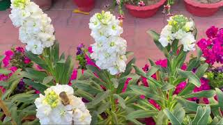 Stock flower plant Matthiola Incana care [upl. by Ihteerp472]