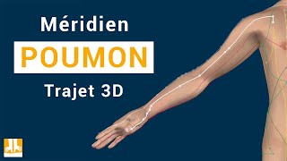 Méridien Poumon  Trajet 3D point par point [upl. by Rita]