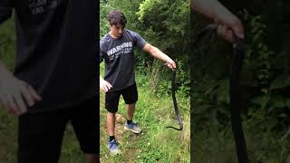 Black Racer Snakes Are Lightning Fast But Totally Harmless shorts [upl. by Wallas]