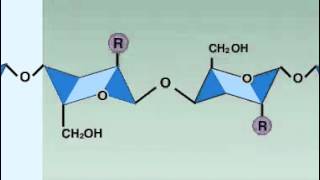 lysozyme enzyme [upl. by Merl]