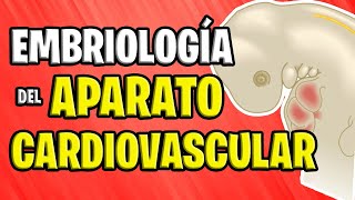 ✅ EMBRIOLOGÍA CARDIOVASCULAR 💉🧡 [upl. by Eilata]