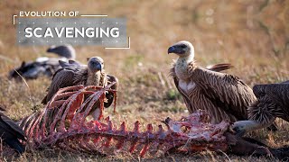 How Vultures Evolved to be Scavengers [upl. by Chere623]