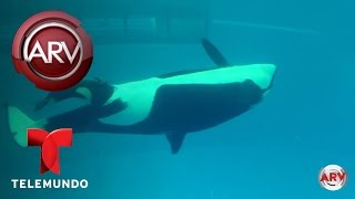 Nacimiento de la última ballena asesina en cautiverio  Al Rojo Vivo  Telemundo [upl. by Ihsorih347]