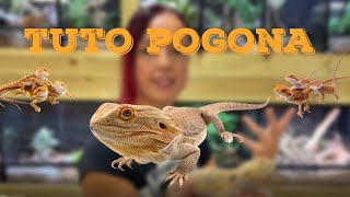 COMMENT MAINTENIR LE POGONA VITTICEPS  tuto sur lagame barbu [upl. by Ecila865]