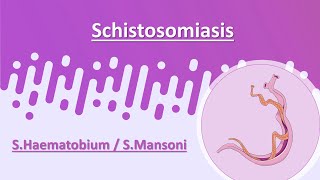 Schistosomiasis  SHaematobium  SMansoni [upl. by Ephrayim]