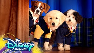 Theme Song 🎶 ft Dakota Lotus  Pup Academy  Disney Channel [upl. by Wurst]