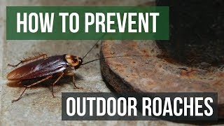 How to Prevent Outdoor Roach Invasions [upl. by Anifesoj]