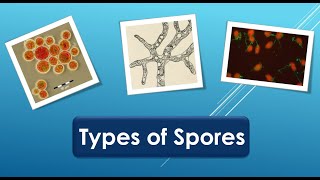 Types of spores [upl. by Noryv720]