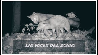 LAS VOCES DEL ZORRO 🦊 Sounds of the Red fox [upl. by Arlana]