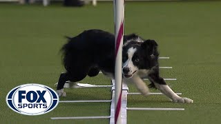 Best of the Agility competition from the 2020 Westminster Kennel Club Dog show  FOX SPORTS [upl. by Marbut]