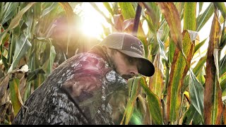 STANDING CORN MICHIGAN GOOSE HUNTING [upl. by Maril]