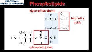 B3 Phospholipids SL [upl. by Treborsemaj]