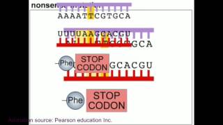 Mutation and DNA repair mechanism animation [upl. by Urian]