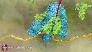 mRNA Translation Advanced [upl. by Aleac]