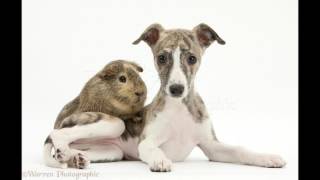 All About the Dog Whippet [upl. by Avron]