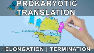 Prokaryotic Translation  Elongation and Termination [upl. by Hakkeber]