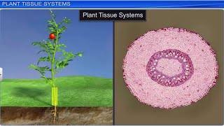 CBSE Class 11 Biology  Anatomy of Flowering Plants  Full Chapter  By Shiksha House [upl. by Vivie]