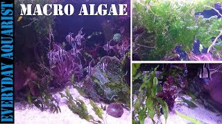 How To Grow Marine Macro Algae  Planted Saltwater Aquarium [upl. by Cal420]