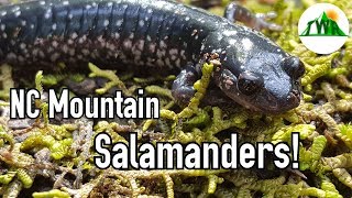 All About Salamanders [upl. by Rednas]