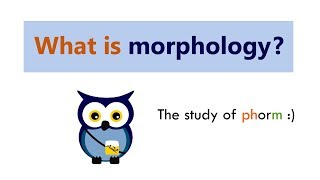 What is morphology [upl. by Haropizt130]