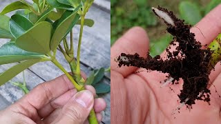 How to grow Schefflera plant from cuttings  Propagate the Schefflera plants  Umbrella Tree [upl. by Arymat600]