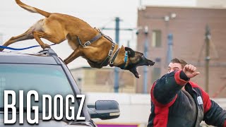 Belgian Malinois  The Guard Dogs Trained To Military Standards  BIG DOGZ [upl. by Parrish985]