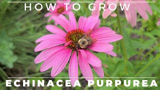 Complete Guide to Purple Coneflower  Echinacea purpurea [upl. by Christophe]