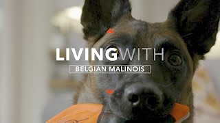 ALL ABOUT LIVING WITH THE BELGIAN MALINOIS [upl. by Marylin]