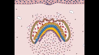 Development of Tooth  Part 4 Morphological stages  Bell stage [upl. by Moria551]