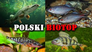 Polskie RYBY w Akwarium 🐟 Akwarystyka Zimnowodna [upl. by Yenahc]