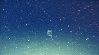 Thalassophobia images with unsettling music [upl. by Budd633]